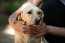 ALMA, Hund, Mischlingshund in Ungarn - Bild 4