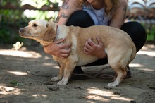 ALMA, Hund, Mischlingshund in Ungarn - Bild 5