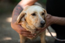 ALMA, Hund, Mischlingshund in Ungarn - Bild 6