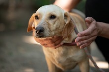 ALMA, Hund, Mischlingshund in Ungarn - Bild 7