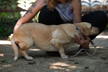 ALMA, Hund, Mischlingshund in Ungarn - Bild 8