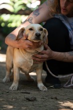 ALMA, Hund, Mischlingshund in Ungarn - Bild 9