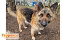 TAMI4, Hund, Deutscher Schäferhund in Ungarn - Bild 1