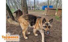 TAMI4, Hund, Deutscher Schäferhund in Ungarn - Bild 2