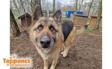 TAMI4, Hund, Deutscher Schäferhund in Ungarn - Bild 3