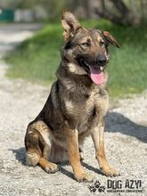 PIERRO, Hund, Mischlingshund in Slowakische Republik - Bild 11