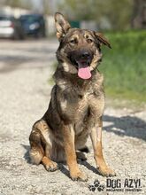 PIERRO, Hund, Mischlingshund in Slowakische Republik - Bild 12