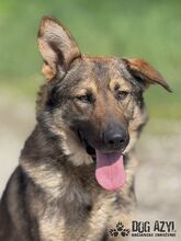 PIERRO, Hund, Mischlingshund in Slowakische Republik - Bild 13