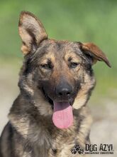 PIERRO, Hund, Mischlingshund in Slowakische Republik - Bild 14