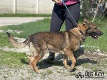 PIERRO, Hund, Mischlingshund in Slowakische Republik - Bild 2