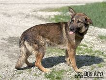 PIERRO, Hund, Mischlingshund in Slowakische Republik - Bild 3