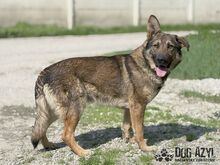 PIERRO, Hund, Mischlingshund in Slowakische Republik - Bild 4