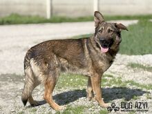 PIERRO, Hund, Mischlingshund in Slowakische Republik - Bild 5