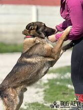 PIERRO, Hund, Mischlingshund in Slowakische Republik - Bild 7