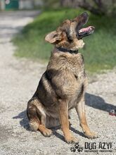 PIERRO, Hund, Mischlingshund in Slowakische Republik - Bild 8