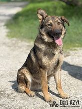PIERRO, Hund, Mischlingshund in Slowakische Republik - Bild 9