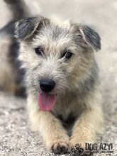 ALFONSO, Hund, Mischlingshund in Slowakische Republik - Bild 1