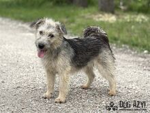 ALFONSO, Hund, Mischlingshund in Slowakische Republik - Bild 10