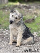 ALFONSO, Hund, Mischlingshund in Slowakische Republik - Bild 12