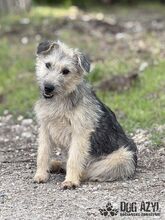 ALFONSO, Hund, Mischlingshund in Slowakische Republik - Bild 2