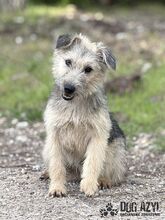 ALFONSO, Hund, Mischlingshund in Slowakische Republik - Bild 4