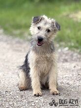 ALFONSO, Hund, Mischlingshund in Slowakische Republik - Bild 5