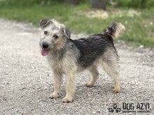 ALFONSO, Hund, Mischlingshund in Slowakische Republik - Bild 7