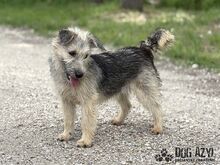 ALFONSO, Hund, Mischlingshund in Slowakische Republik - Bild 8