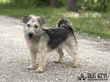 ALFONSO, Hund, Mischlingshund in Slowakische Republik - Bild 9