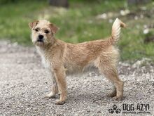 CLASSIE, Hund, Mischlingshund in Slowakische Republik - Bild 1
