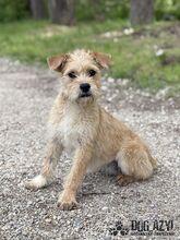 CLASSIE, Hund, Mischlingshund in Slowakische Republik - Bild 10
