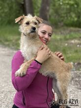 CLASSIE, Hund, Mischlingshund in Slowakische Republik - Bild 11