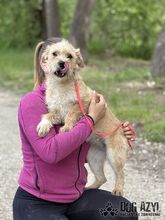 CLASSIE, Hund, Mischlingshund in Slowakische Republik - Bild 12