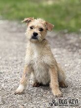 CLASSIE, Hund, Mischlingshund in Slowakische Republik - Bild 2