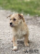 CLASSIE, Hund, Mischlingshund in Slowakische Republik - Bild 5