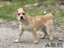 CLASSIE, Hund, Mischlingshund in Slowakische Republik - Bild 6