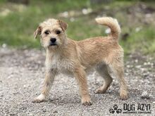CLASSIE, Hund, Mischlingshund in Slowakische Republik - Bild 7