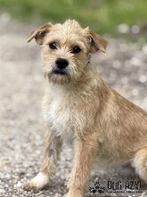 CLASSIE, Hund, Mischlingshund in Slowakische Republik - Bild 8