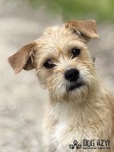 CLASSIE, Hund, Mischlingshund in Slowakische Republik - Bild 9