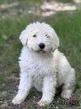 FREGONA, Hund, Mischlingshund in Slowakische Republik - Bild 1