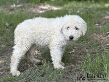 FREGONA, Hund, Mischlingshund in Slowakische Republik - Bild 10