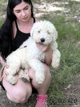 FREGONA, Hund, Mischlingshund in Slowakische Republik - Bild 12