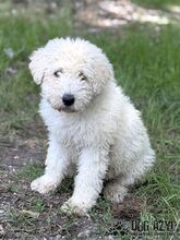 FREGONA, Hund, Mischlingshund in Slowakische Republik - Bild 2