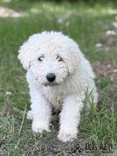 FREGONA, Hund, Mischlingshund in Slowakische Republik - Bild 3
