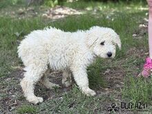 FREGONA, Hund, Mischlingshund in Slowakische Republik - Bild 4