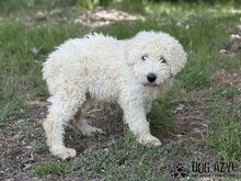 FREGONA, Hund, Mischlingshund in Slowakische Republik - Bild 6