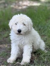 FREGONA, Hund, Mischlingshund in Slowakische Republik - Bild 7