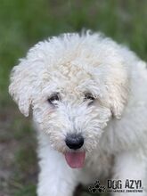 FREGONA, Hund, Mischlingshund in Slowakische Republik - Bild 8