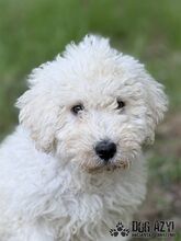 SCOPA, Hund, Mischlingshund in Slowakische Republik - Bild 1