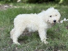 SCOPA, Hund, Mischlingshund in Slowakische Republik - Bild 10